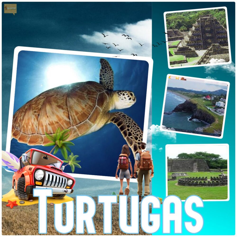 J Palma Sola Veracruz Liberación de Tortugas Desde $2,999 11 al 13 de Septiembre